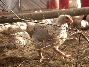 Free Range Chicken at Preston Trail Farms