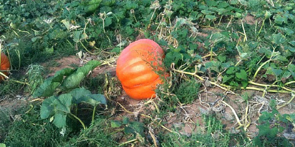 Pumpkin Growing Contest
